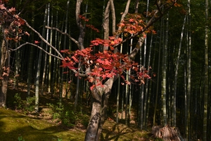 天龍寺058.JPG