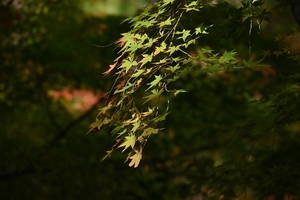 天龍寺052.JPG