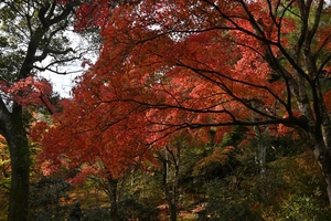 天龍寺049.JPG