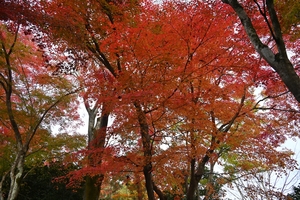 天龍寺042.JPG