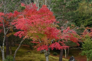 天龍寺008.jpg