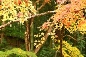 祇王寺008.jpg