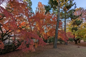 京都御所046.jpg