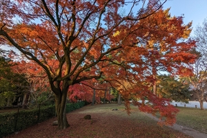 京都御所045.jpg