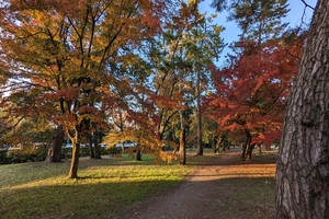 京都御所040.jpg