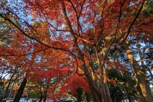 京都御所035.jpg