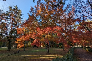 京都御所019.jpg