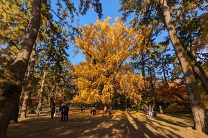 京都御所009.jpg