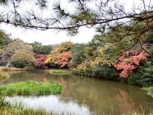 紅葉グラデーション.jpg