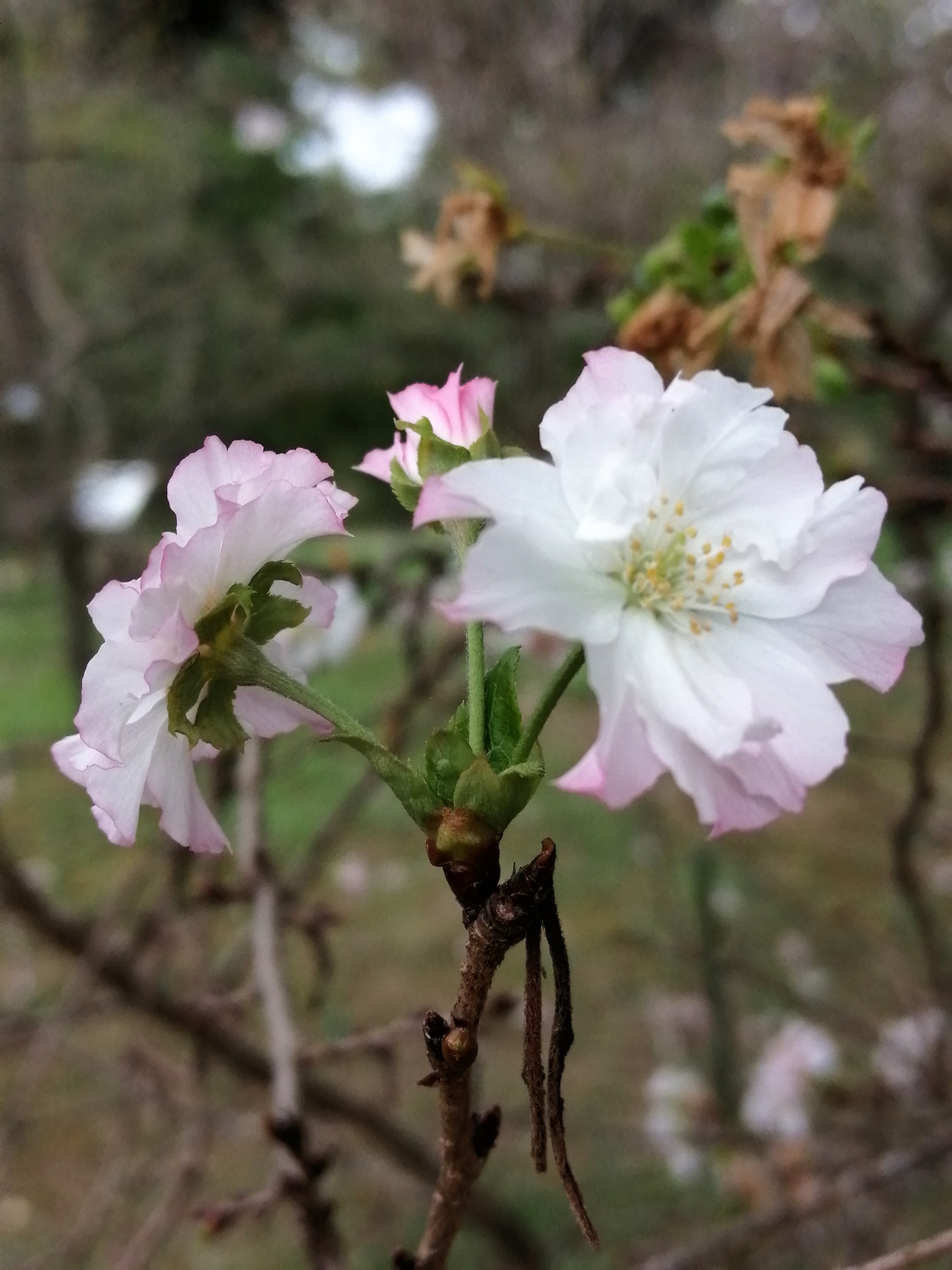 十月桜.jpg