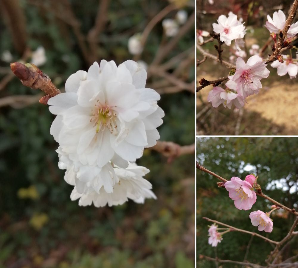 子福桜・十月桜・河津桜.jpg