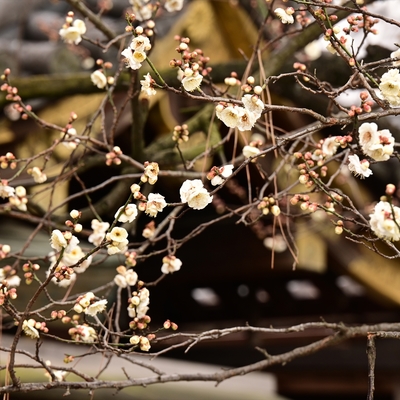 北野天満宮の梅012.JPG