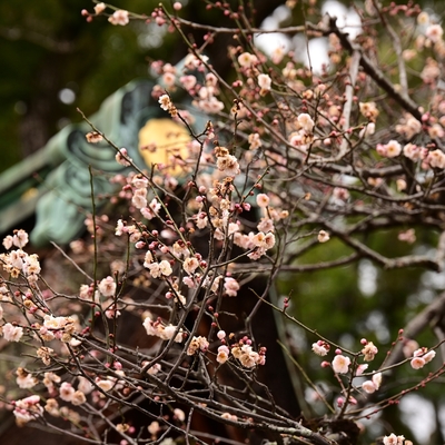北野天満宮の梅010.JPG