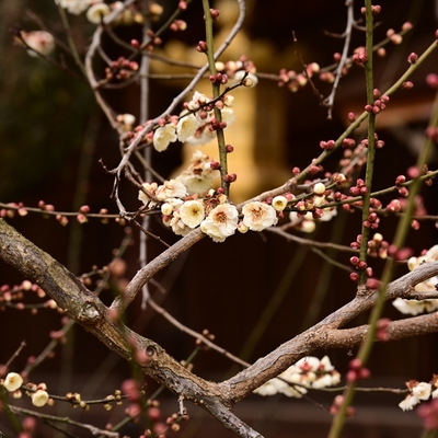 北野天満宮の梅009.JPG
