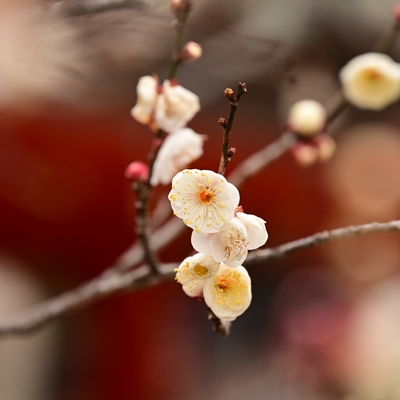 北野天満宮の梅004.JPG