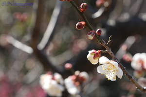 230217_ume-touji.JPG