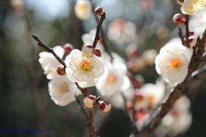 230217_ume-tamabotan.JPG