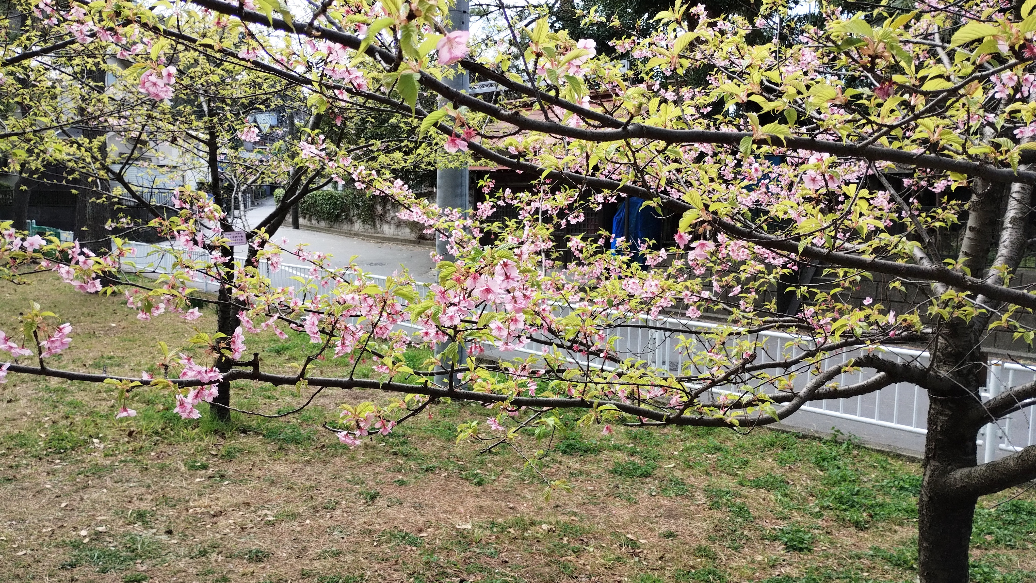 河津桜.jpg