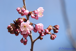 230303_椿寒桜2.JPG