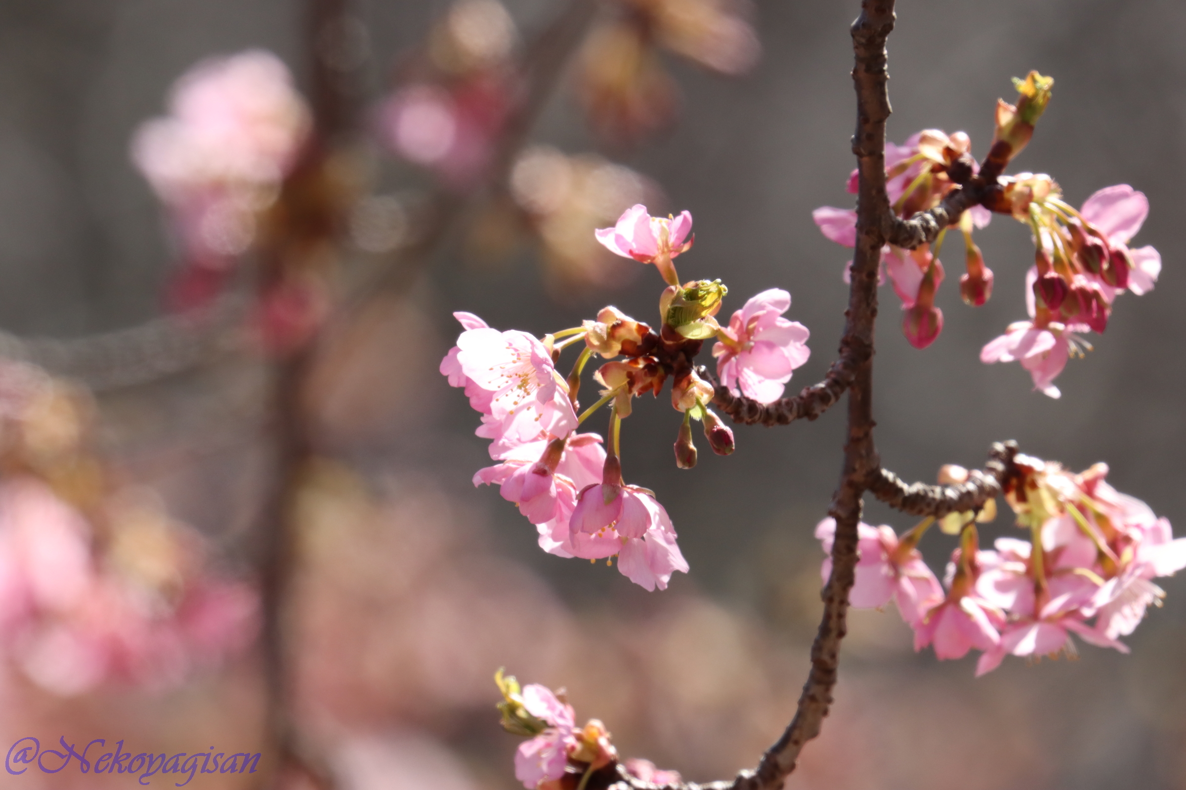 230303_椿寒桜.JPG