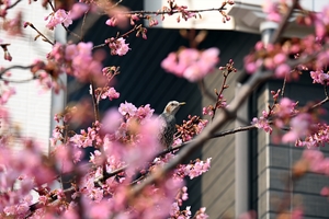 河津桜008.jpg