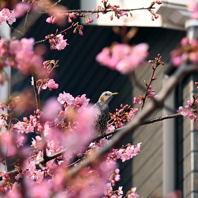 河津桜008.jpg