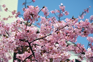 河津桜004.jpg