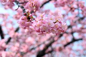 河津桜002.jpg