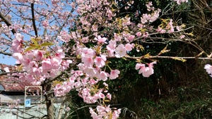 桜.jpg