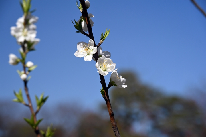 桃の花001.jpg