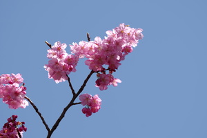 横浜緋桜1.jpg