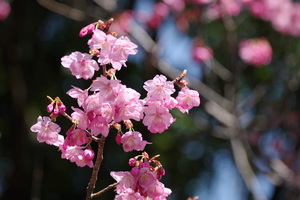 横浜緋桜5.jpg