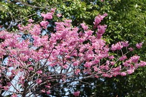 横浜緋桜6.jpg