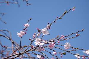 桜8.jpg