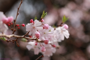 穂咲彼岸八重桜.jpg