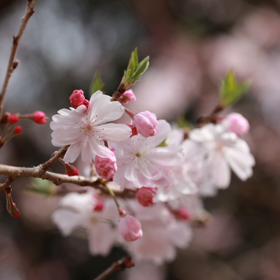 穂咲彼岸八重桜.jpg