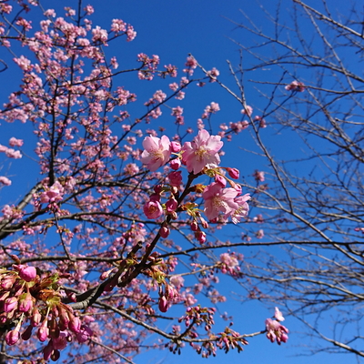 170203_sakura_at_enoshima.JPG