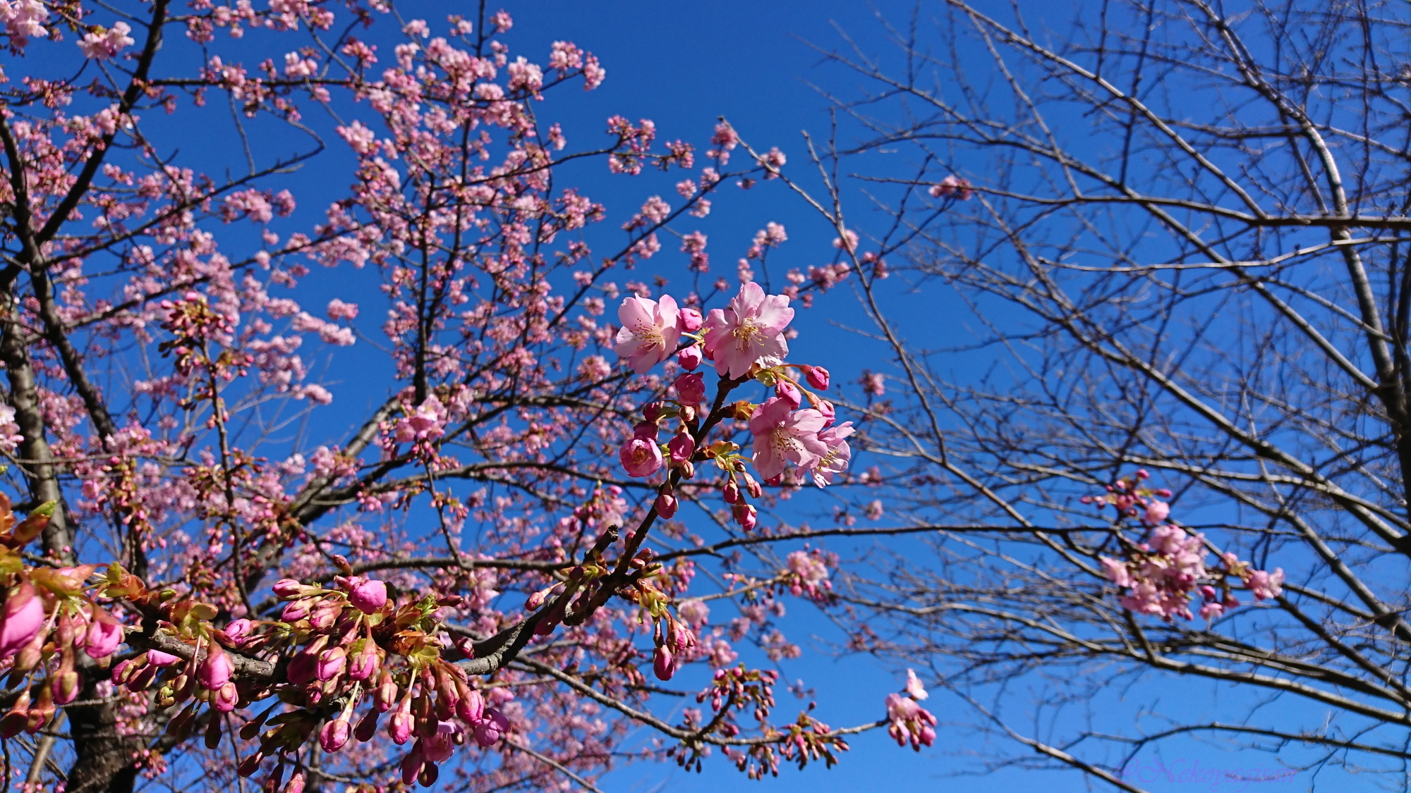 170203_sakura_at_enoshima.JPG