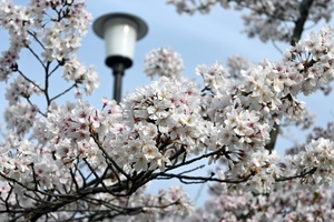 清水寺025.jpg