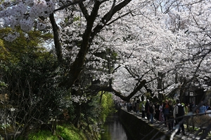 哲学の道040.JPG