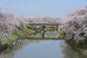 奈良の桜.JPG