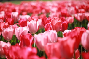 230401_tulip.JPG