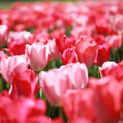 230401_tulip.JPG