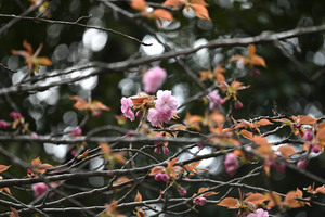 八重桜.JPG