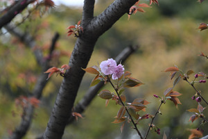 八重桜_01.JPG