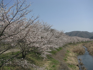 20230329_桜_0006.JPG