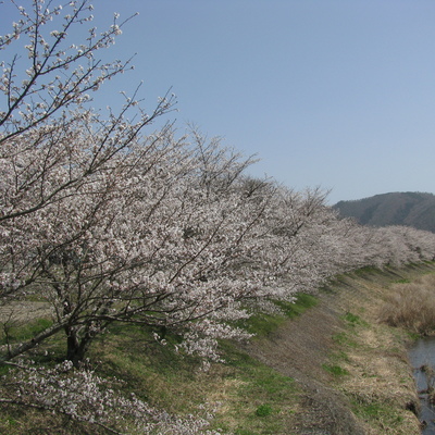 20230329_桜_0006.JPG