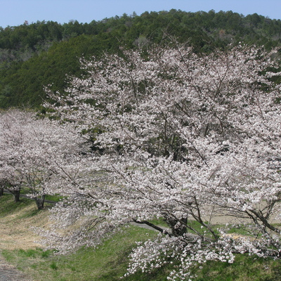 20230329_桜_0015.JPG