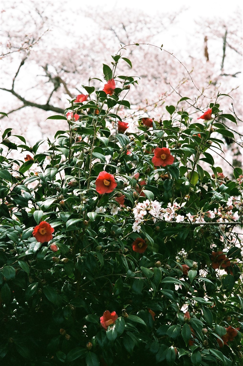 2014.04.02__OM2-N__100mmf2.4__亀岡　桜公園　椿と桜.jpg