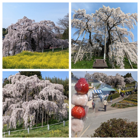 瀧桜.jpg